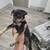 Miniature Pinscher puppy 3 thumbnail