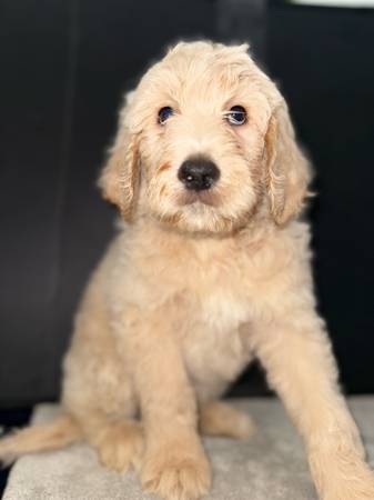 Rehoming 8 week Goldendoodle pup (Phoenix)64050550050433120