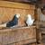 Iranian High Flyer Pigeons for Sale 3 thumbnail