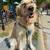 Looking for friendly, responsible, & energetic walkers and petsitters! 3 thumbnail