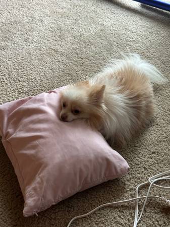 rehoming my pomeranian63696489716481123