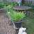 Tuberose plants 14 thumbnail