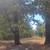 Home for sale with 5 acres 9 thumbnail
