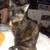 LOST CAT !!! 1 thumbnail