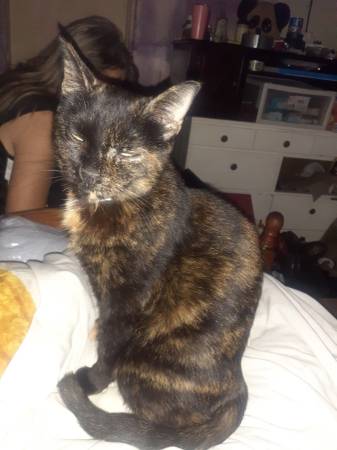 LOST CAT !!! 1