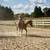 Bombproof, Beginner Safe Paint Horse Gelding for Sale 2 thumbnail