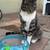 Missing Cat - Tabby 5 thumbnail