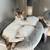 Rehoming kittens 1 thumbnail