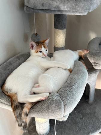 Rehoming kittens 1