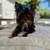 6 Month Old Yorkshire Terrier Puppies 2 thumbnail