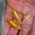 Water plant 12 thumbnail
