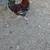 Chickens 2 thumbnail