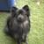 Pomeranian 3 thumbnail
