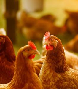 golden comets  laying      chickens organic, 26weeks 1