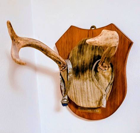 Taxidermy,  Deer antlers, 3 pt. 1