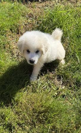 Loyal friend (Tacoma)63826637329793121