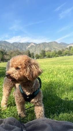 Toy poodle (Baldwin Park)63893600926850121