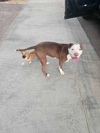 Found- white and brown pit-mix and small terrier chihuahua mix VERY SW (Tolleson)64007247994882120