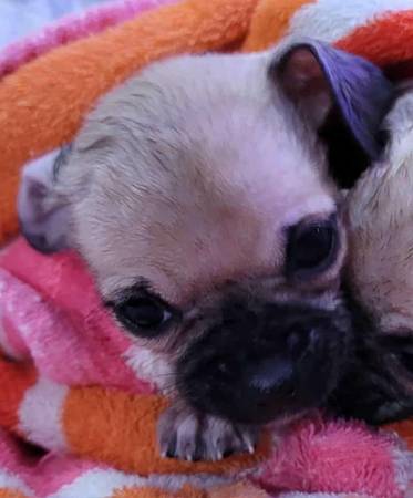 Pup N Crate64184332444163123