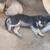 puppies 3 thumbnail
