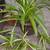 SPIDER PLANTS 4 thumbnail
