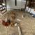 Easter Egger FLOCK 6 YOUNG Laying hens 1 rooster 1 thumbnail