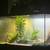 40 gallon tank comes with a bearded dragon 3 thumbnail