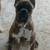 Rehoming Boxer Puppy 8 months 6 thumbnail