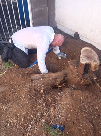 🌳Tree Removal and Cactus Service 520 304 3677 1