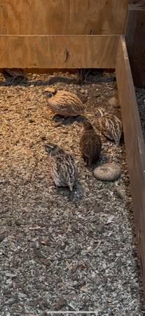 Coturnix Quail 1