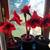 Amaryllis Red Lion Flowering House Plant 1 thumbnail
