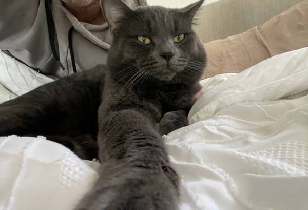 Hermoso Gatito Gris Macho (Calabasas)63893601493634121