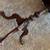 Carved Mahogany Chippendale Style Pie Crust Clawfeet Antique Pedestal End Table 9 thumbnail