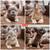 Frenchie Puppies 3 thumbnail