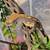 Crested geckos 7 thumbnail