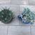 2 cute ceramic cups full of succulents 2 thumbnail