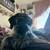 Miniature schnauzer puppy 1 thumbnail
