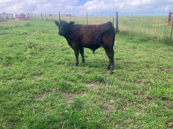 Feeder Steer 1