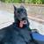 Rehoming German shepherd 3 thumbnail