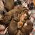 Rehome Baby Doxies! 3 thumbnail
