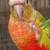 BABY PINEAPPLE GREEN CHEEK CONURE ** 3 MONTHS OLD TAME & VERY FRIENDLY 2 thumbnail