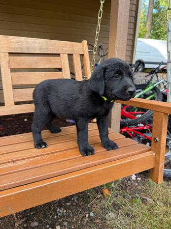 Akita Lab Mix Puppy – 8 Weeks Old – Vaccinated – Ready for Rehoming (Auburn)64032524356097120