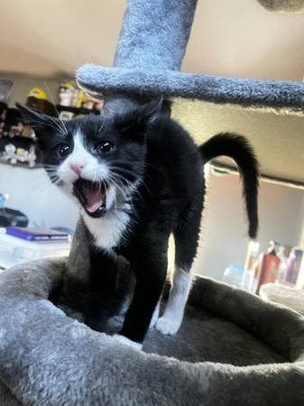 homing 4 month old stray kitten (Moses lake)63656878646529124