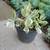 SUCCULENTS: A variety of 1 gallon container 3 pots for $10!!!! 12 thumbnail