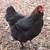 French Black Copper Maran Hens – Laying Dark Chocolate Eggs 2 thumbnail