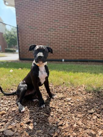 5 month old puppy64151734615299121