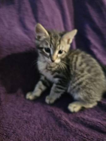 Kittens (Kent)63995733802627123