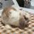 Holland lop 1 thumbnail