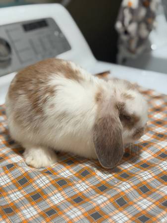 Holland lop 1
