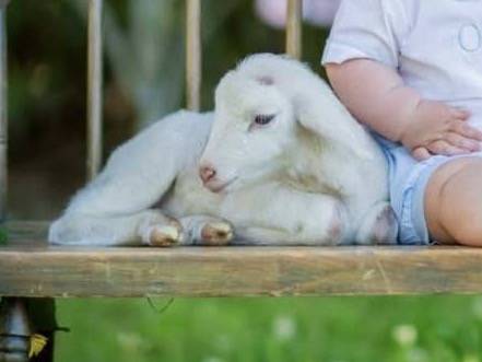 2 RAM LAMBS (socialized and bottle fed) photography 1